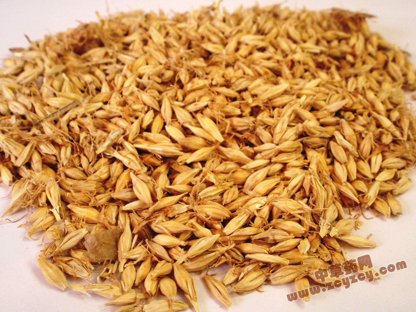 麦芽包邮 500g装 新货大麦芽 断奶回奶退奶汤 5斤包邮