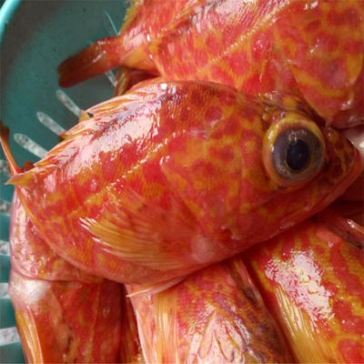 野生海鮮活體新鮮野生虎頭魚小石斑魚高檔海魚石翁魚包郵