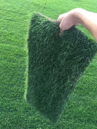 萧山花木城直销 带土草坪真草皮庭院马尼拉草皮四季青绿果岭草_7折