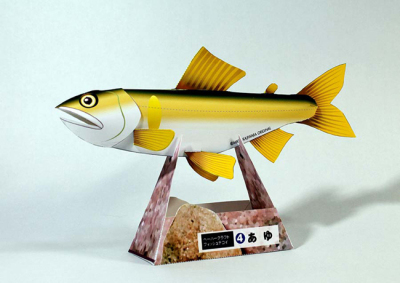 立体折纸手工制作模型剪纸 仿真淡水鱼 海洋生物 鱼标本 3d纸模