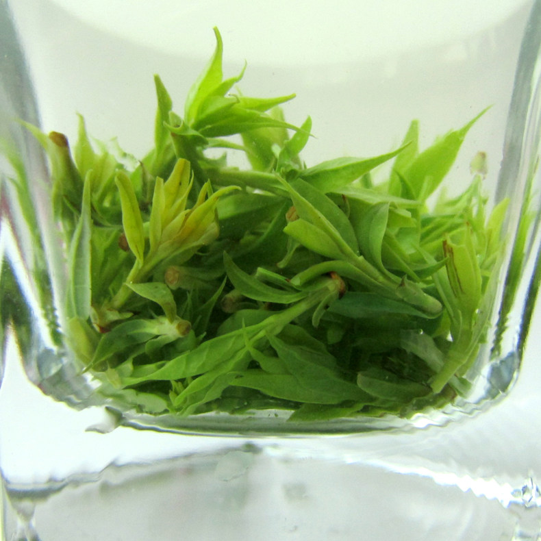17年新茶云南野生毛冬青嫩芽青山绿水小叶苦丁毛冬青米芽珍藏米芽