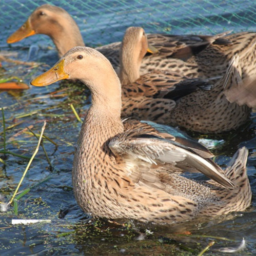 3年老鸭 现杀 麻鸭 老母鸭 放养草鸭 正宗老鸭子 半只试吃价