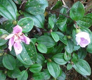 药材野生新鲜地菍火炭泡地稔根野生地念根地茄子地菍根