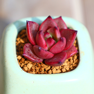 多肉植物血色罗密欧血罗