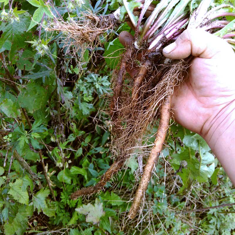 新货下山 长白山野生蒲公英根茶 婆婆丁根茶 50元500g 熟茶 包邮