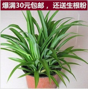 垂吊花卉盆栽青叶吊兰纯绿吊兰净空气吸收尼古丁中的致癌物质