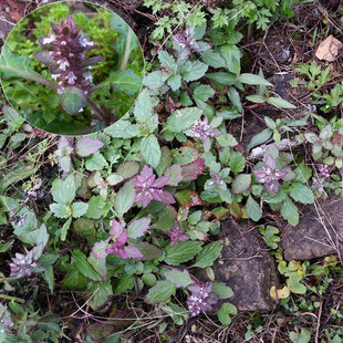 中藥野生新鮮筋骨草/苦地膽/白毛夏枯草/散血草/金瘡小草/破血丹