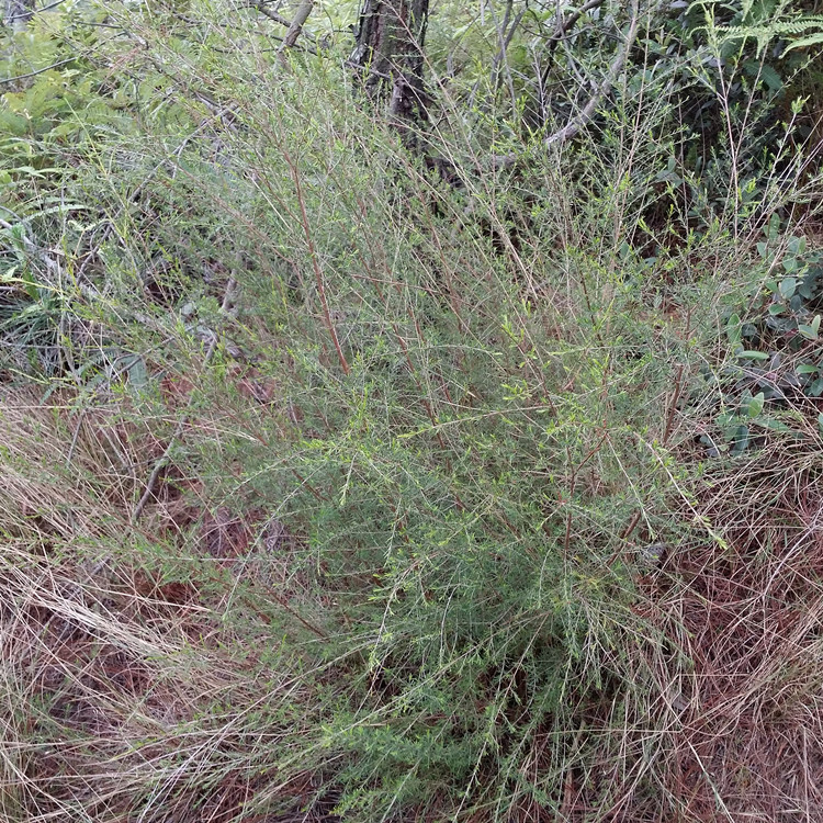 新鲜岗松500g岗松根 铁扫把 羊脷木 蛇虫草 鸡儿松 香柴 现采发货