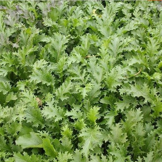 纯天然霉干菜雪里蕻梅干菜干货农家土特产芥菜干梅菜干新250g