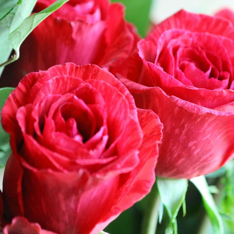 【虹越】进口戴尔巴德灌木类月季裸根苗 莫利纳尔玫瑰/维希