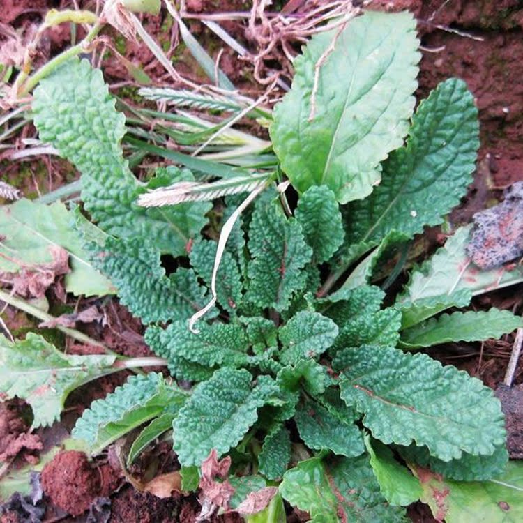 預售野生中草藥材荔枝草雪見草癩蛤蟆草青蛙草皺皮草全草500g