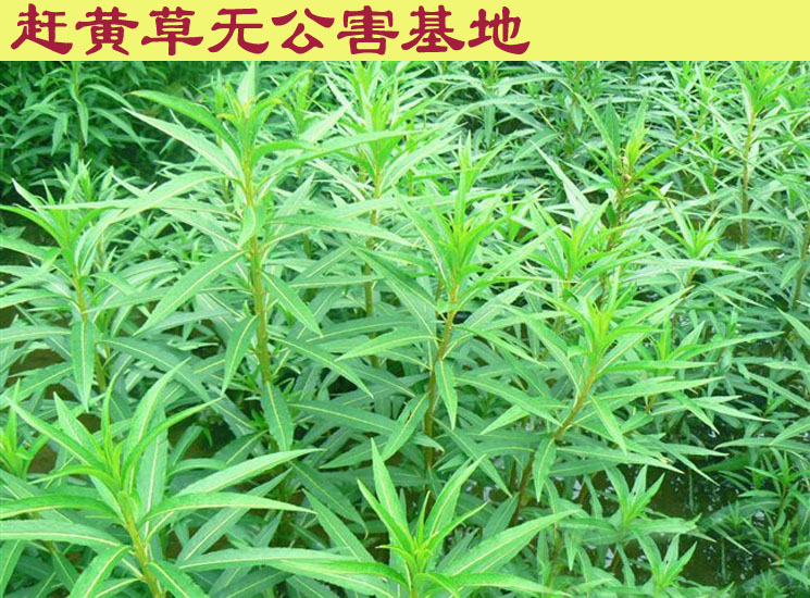 川珍药膳四川古蔺赶黄草茶叶 泡水喝买3送1包邮50g