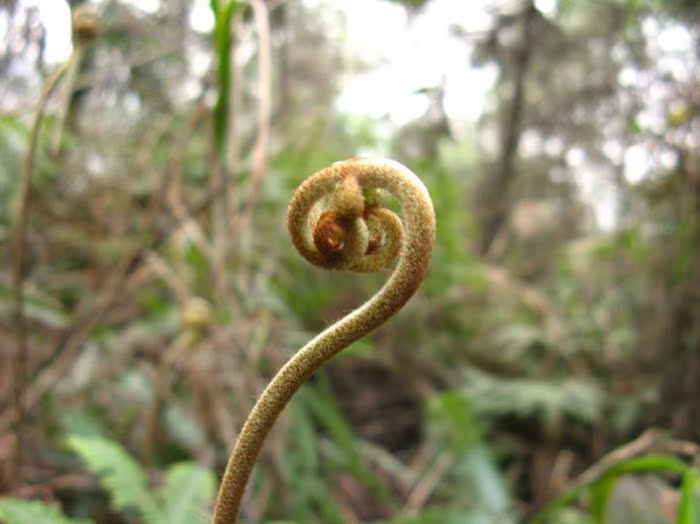 乐昌野生新鲜蕨菜蕨苔拳头菜猫爪龙头菜鹿蕨菜蕨儿菜猫爪子5斤