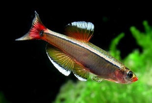 白云金丝鱼 红尾鱼 原生鱼 冷水鱼 观赏鱼 灯鱼