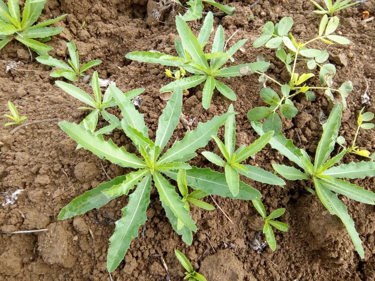 野生新鲜小蓟饮子小蓟菜刺角芽刺儿菜带根全草嫩草包邮现采现卖