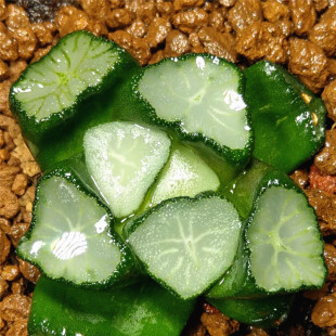 春盛多肉 亚成株美纹万象 十二卷肉肉植物 一物一拍