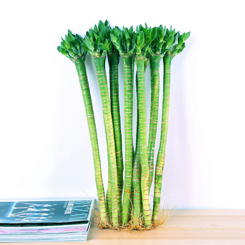 室内莲花竹龙竹水培富贵竹子龙爪竹直竹客厅室内水培植物花卉盆栽