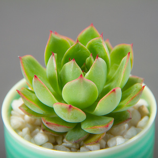 绿植 精品多肉植物|青涩时光 绿植花卉盆栽大棚直销 唯美高端进口新品