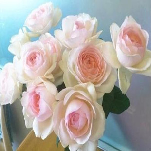 【纯美月季园】伊芙系列《伊芙心愿/伊芙许愿之心》月季扦插小苗