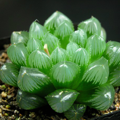 多肉植物十二卷属圆头玉露帝王寿多肉组合盆栽防辐射绿植肉肉小苗