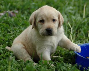 白色 純種拉布拉多幼犬出售 導盲犬 賽級奶白色黃色黑色拉布拉多犬