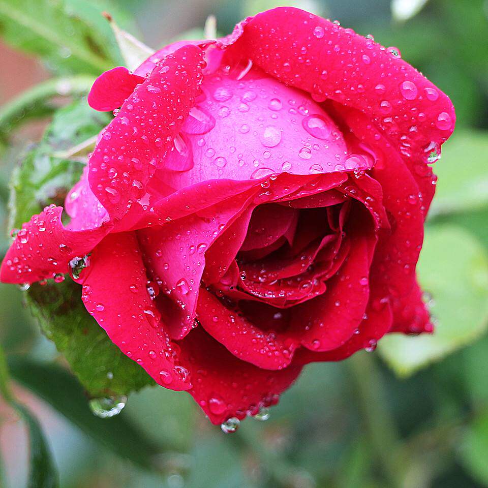 云南特级新鲜可食用玫瑰花 有机墨红花蕾花苞鲜花酱 500g航空包邮