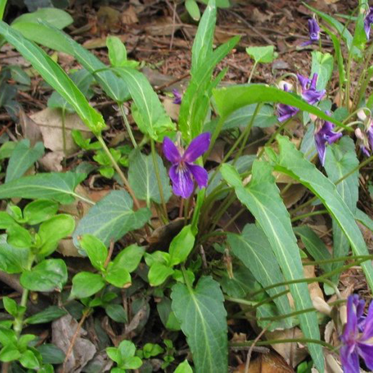 紫花地丁2斤 新鮮野生現採純中草藥材犁頭草犁嘴草玉如意草鏵頭草