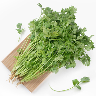 香菜种子大叶山东老香菜籽四季播易种盆栽阳台农家芫荽种子包邮