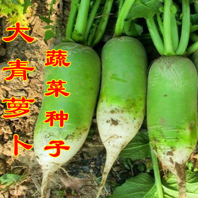 大青蘿蔔種子 沙窩蘿蔔 秋播綠蘿蔔綠皮綠肉水果蘿蔔 蔬菜種子