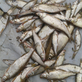 徐州新沂邳州睢宁宿迁骆马湖淡水野生白丝鱼撅嘴鲢 翘口白鱼 50g