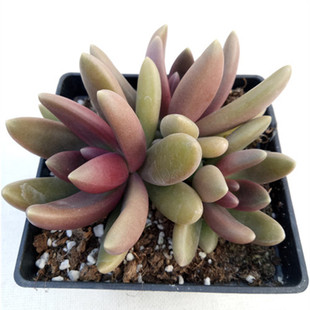 园艺 依恋园艺 3头 长叶红莲 多肉植物