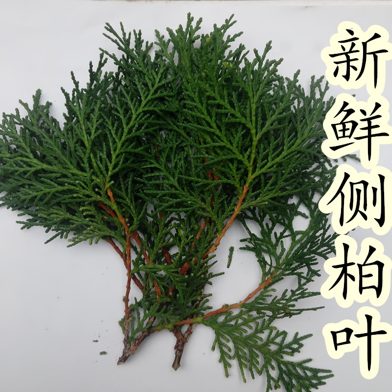 野生新鮮側柏葉洗髮測柏葉洗頭側伯葉中藥材可搭配桑葉苦丁茶