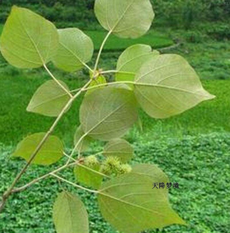 野生现挖新鲜白背叶根 野桐根 白面虎根 白泡树根 白背根 草药材