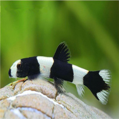 熊猫鳅厚唇原鳅黑白爬岩吸鳅活体观赏鱼吃垃圾宠物鱼淡水鱼包邮