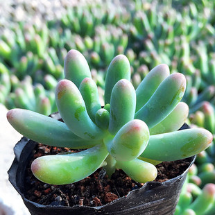 群生八千代玉葡萄多肉植物乙女心景天净化空气盆栽闽南花农坊绿植