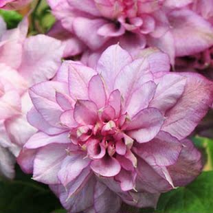 铁线莲/天真一瞥/庭院爬藤植物扦插苗小苗现货低价促销