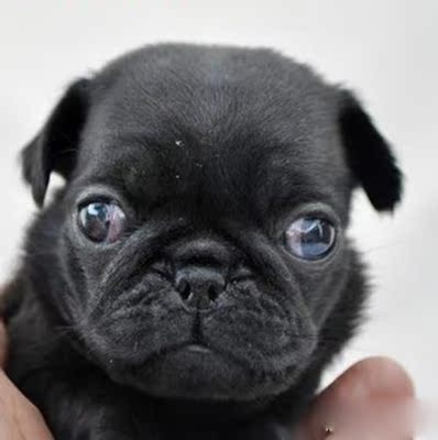 宠物狗活体黑色巴哥幼犬活体巴哥宠物狗黑八哥巴格狗哈巴狗黑色公