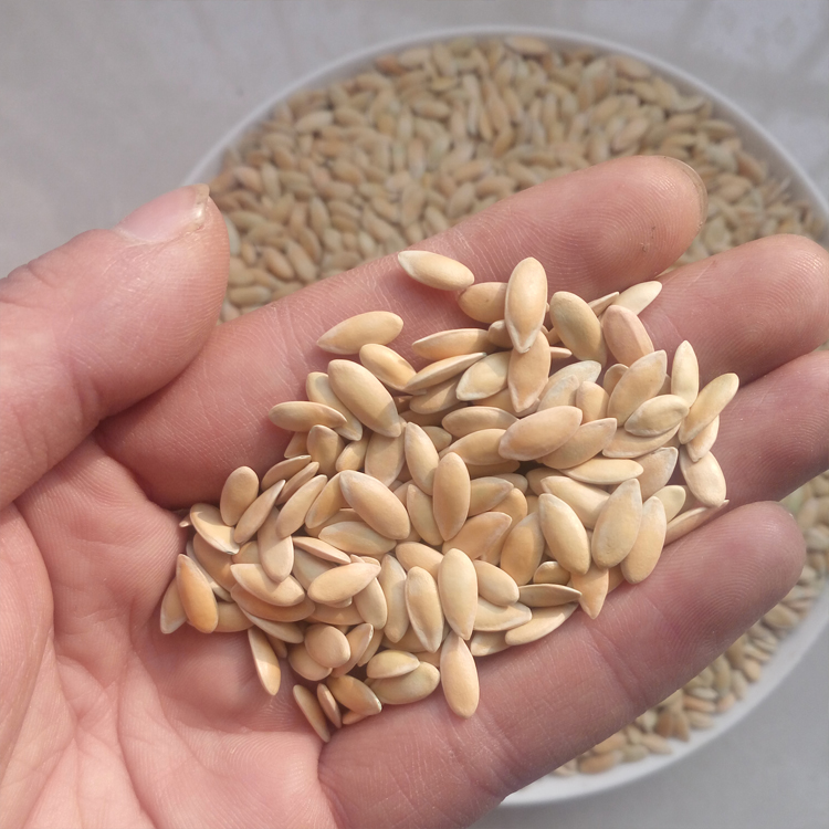 纯正老黄瓜籽东北老旱生黄瓜籽熟黄瓜子免费打黄瓜子打粉500g包邮