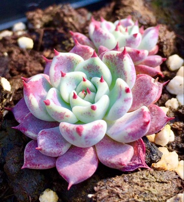 沙罗姬 单头1㎝ 多肉 植物 景天 新品 控型不易褪色 小型 无p图
