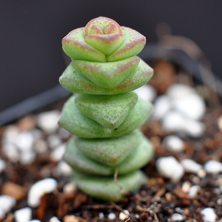 钱串 单头3-4cm 多肉植物阳台景天绿植趣味肉肉盆栽迷你盆景