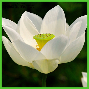 beautiful white lotus seed .diy home garden 5 particles / ba