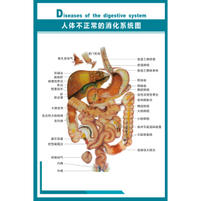醫院人體骨骼器官結構解剖圖掛圖腹部臟器人體內臟血管位置分佈圖