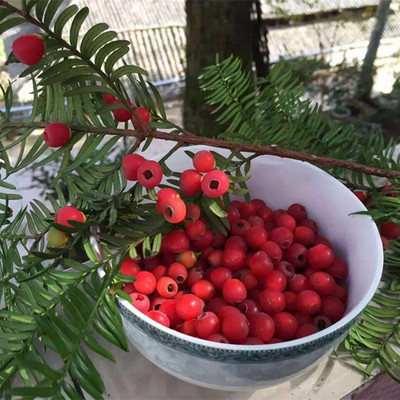 红豆杉果实/野生红豆杉果干抗病含紫杉醇保健滋补果子红豆鲜果干