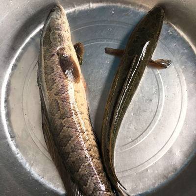 苏北野河捕捞 野生黑鱼活体 鲜活大黑鱼现杀 正宗乌鱼 原生态鱼