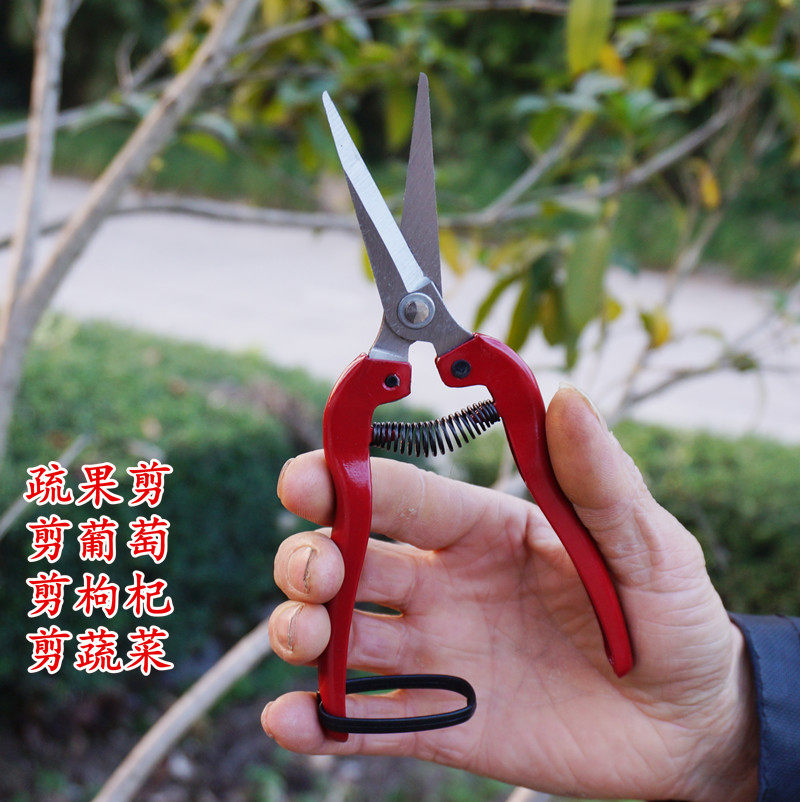 花枝剪,花枝,花枝卷_大山谷图库