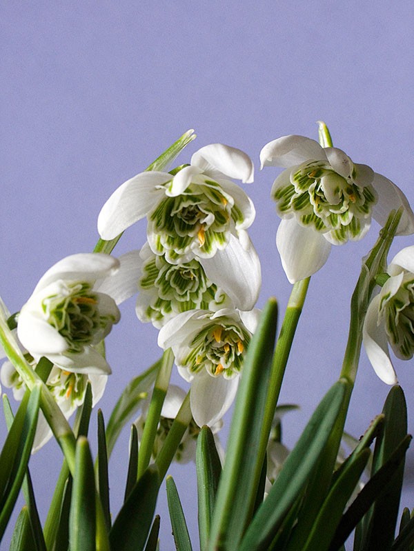 预售11月 进口小球根 雪滴花galanthus 重瓣单瓣 多品种可选