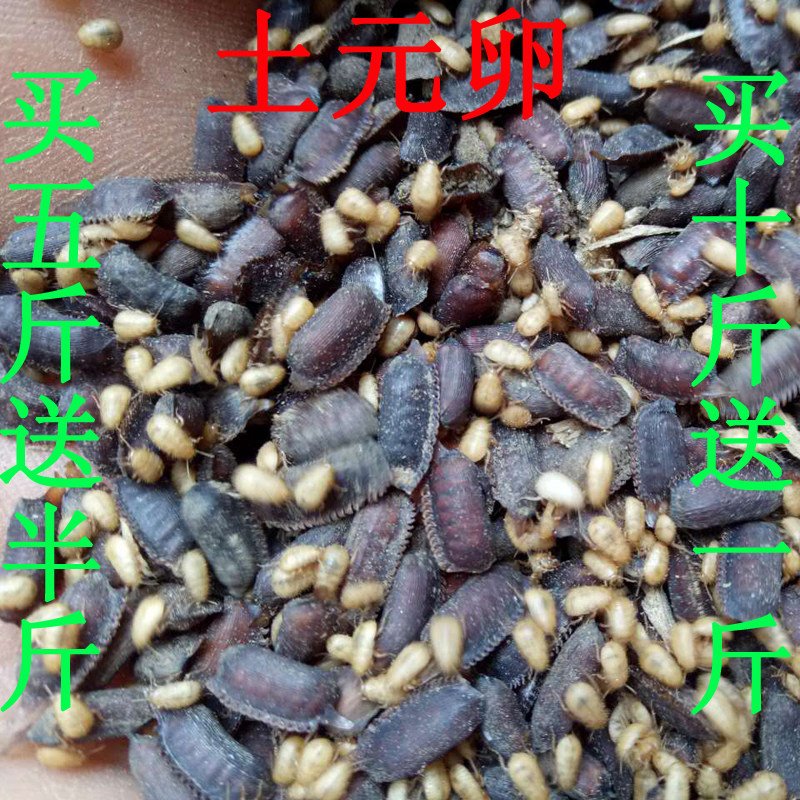 土元卵块 地鳖虫土鳖虫卵鞘出虫率高 优质新鲜土元卵种500克包邮
