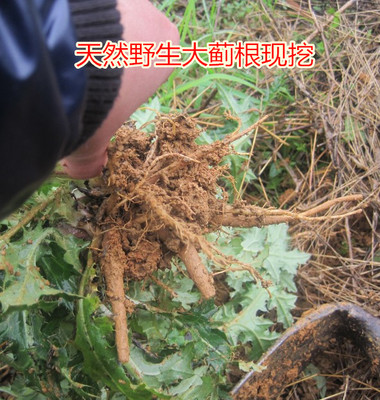 野生新鮮大薊根幹 虎薊 刺薊 大薊根 輸卵管不通 通而不暢