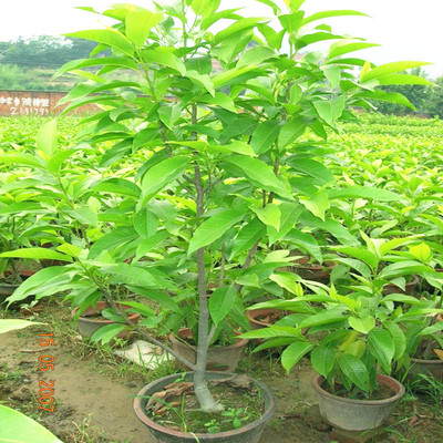 盆栽黄果兰苗 白兰花树苗 白兰花苗 白玉兰花黄果兰树苗包邮