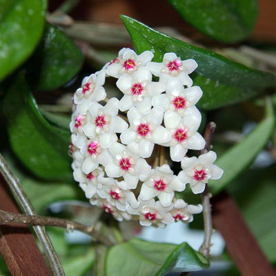 室内爬藤垂吊植物花卉 银斑白花球兰 球兰花盆栽 大盆带花发货
